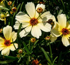 Krásnoočko přeslenité 'Buttermilk' - Coreopsis verticillata 'Buttermilk'