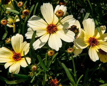 Krásnoočko přeslenité 'Buttermilk'