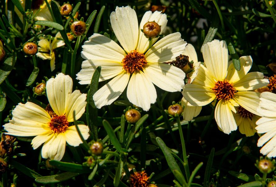 Krásnoočko přeslenité 'Buttermilk' - Coreopsis verticillata 'Buttermilk'