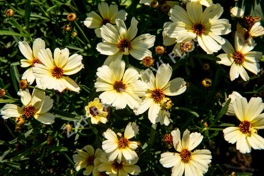 Krásnoočko přeslenité 'Buttermilk' - Coreopsis verticillata 'Buttermilk'