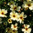 Krásnoočko přeslenité 'Buttermilk' - Coreopsis verticillata 'Buttermilk'