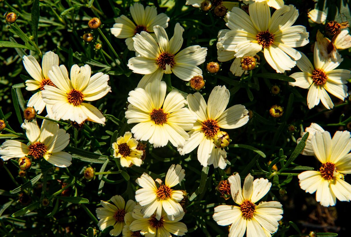 Krásnoočko přeslenité 'Buttermilk' - Coreopsis verticillata 'Buttermilk'