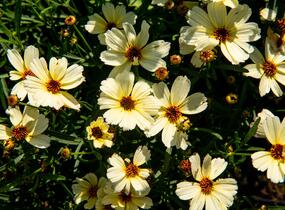 Krásnoočko přeslenité 'Buttermilk' - Coreopsis verticillata 'Buttermilk'
