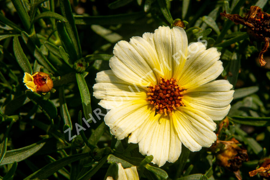 Krásnoočko přeslenité 'Buttermilk' - Coreopsis verticillata 'Buttermilk'