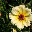 Krásnoočko přeslenité 'Buttermilk' - Coreopsis verticillata 'Buttermilk'