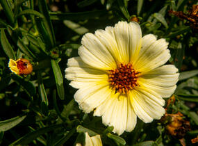 Krásnoočko přeslenité 'Buttermilk' - Coreopsis verticillata 'Buttermilk'