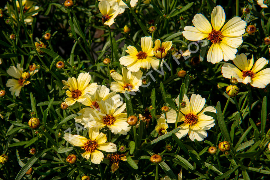 Krásnoočko přeslenité 'Buttermilk' - Coreopsis verticillata 'Buttermilk'
