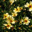 Krásnoočko přeslenité 'Buttermilk' - Coreopsis verticillata 'Buttermilk'