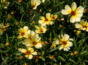 Krásnoočko přeslenité 'Buttermilk' - Coreopsis verticillata 'Buttermilk'