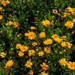 Krásnoočko velkokvěté 'Double the Sun' - Coreopsis grandiflora 'Double the Sun'