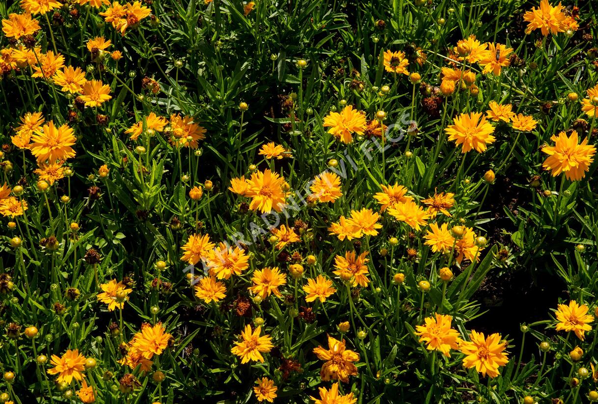 Krásnoočko velkokvěté 'Double the Sun' - Coreopsis grandiflora 'Double the Sun'