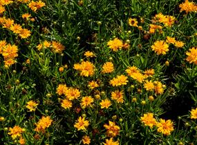Krásnoočko velkokvěté 'Double the Sun' - Coreopsis grandiflora 'Double the Sun'