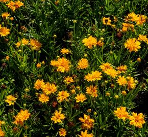 Krásnoočko velkokvěté 'Double the Sun' - Coreopsis grandiflora 'Double the Sun'