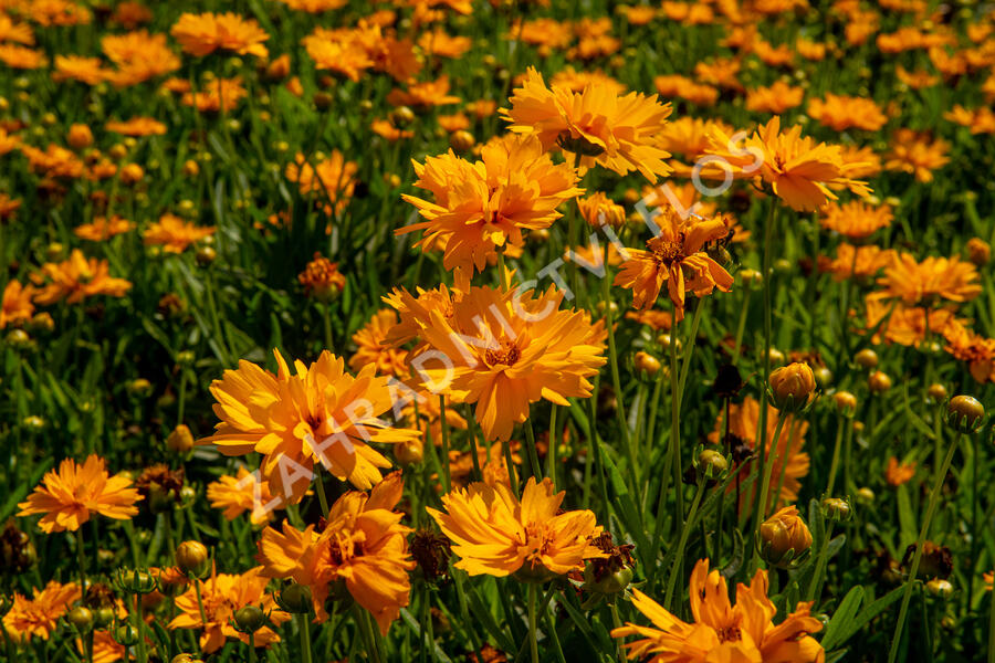 Krásnoočko velkokvěté 'Double the Sun' - Coreopsis grandiflora 'Double the Sun'