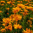 Krásnoočko velkokvěté 'Double the Sun' - Coreopsis grandiflora 'Double the Sun'