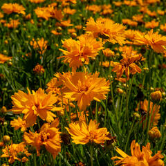 Krásnoočko velkokvěté 'Double the Sun' - Coreopsis grandiflora 'Double the Sun'