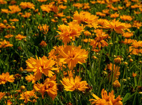 Krásnoočko velkokvěté 'Double the Sun' - Coreopsis grandiflora 'Double the Sun'