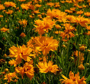 Krásnoočko velkokvěté 'Double the Sun' - Coreopsis grandiflora 'Double the Sun'