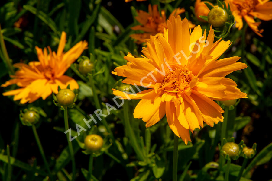 Krásnoočko velkokvěté 'Double the Sun' - Coreopsis grandiflora 'Double the Sun'