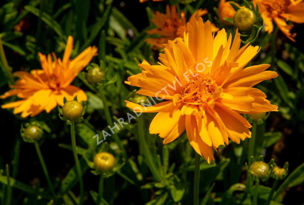 Krásnoočko velkokvěté 'Double the Sun' - Coreopsis grandiflora 'Double the Sun'