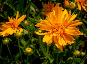 Krásnoočko velkokvěté 'Double the Sun' - Coreopsis grandiflora 'Double the Sun'