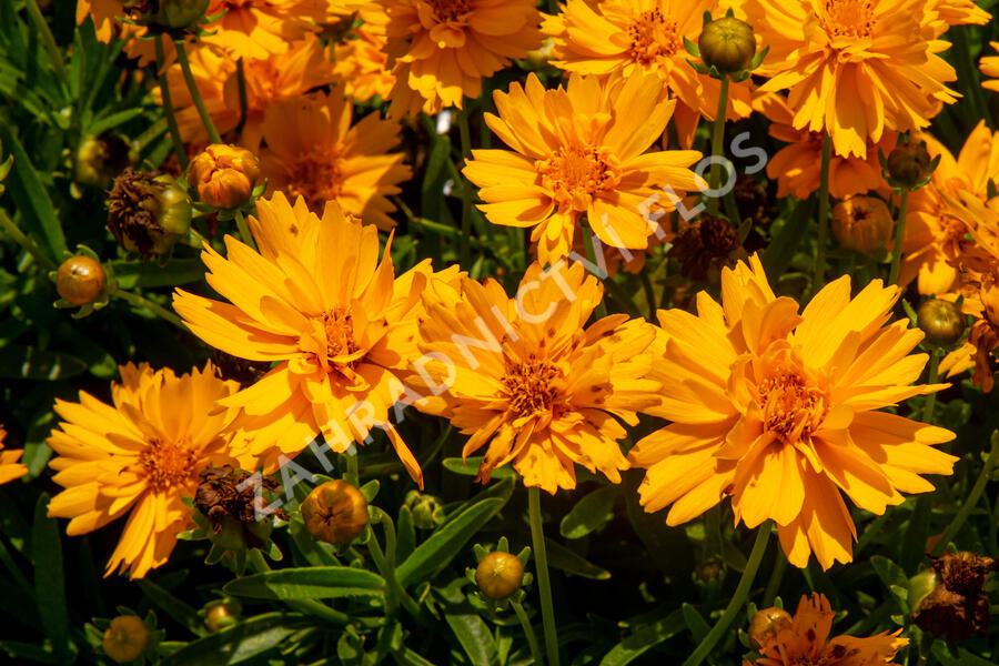 Krásnoočko velkokvěté 'Double the Sun' - Coreopsis grandiflora 'Double the Sun'