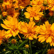 Krásnoočko velkokvěté 'Double the Sun' - Coreopsis grandiflora 'Double the Sun'
