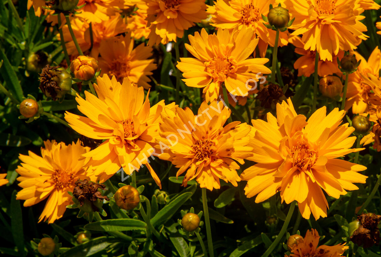 Krásnoočko velkokvěté 'Double the Sun' - Coreopsis grandiflora 'Double the Sun'
