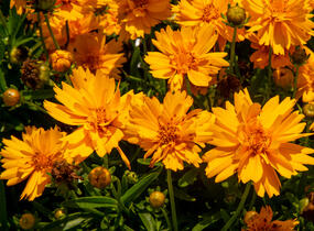Krásnoočko velkokvěté 'Double the Sun' - Coreopsis grandiflora 'Double the Sun'