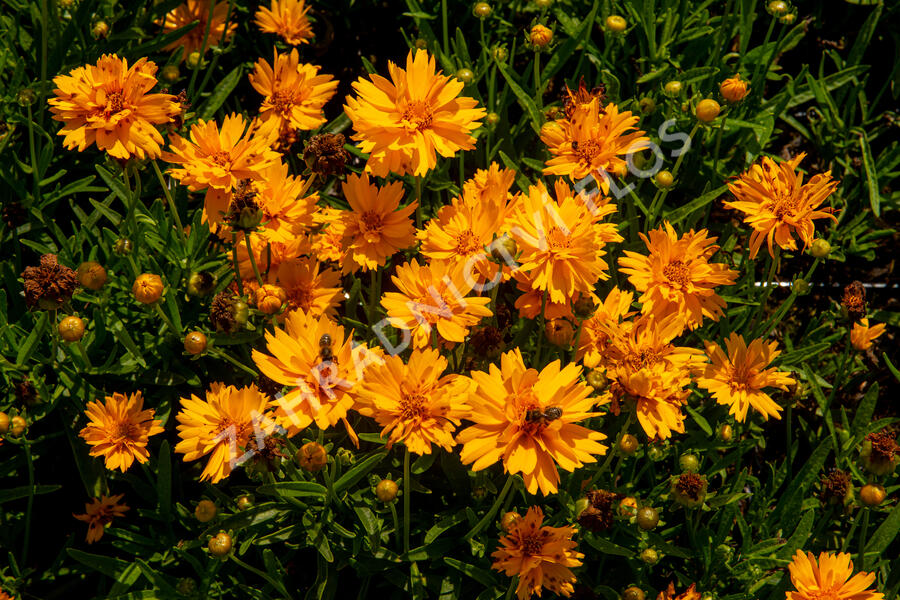Krásnoočko velkokvěté 'Double the Sun' - Coreopsis grandiflora 'Double the Sun'