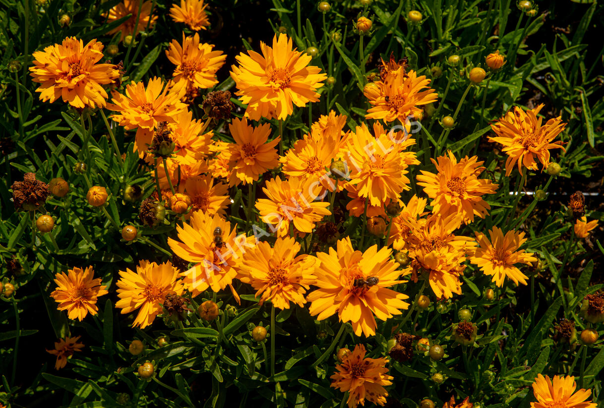 Krásnoočko velkokvěté 'Double the Sun' - Coreopsis grandiflora 'Double the Sun'