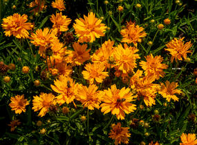 Krásnoočko velkokvěté 'Double the Sun' - Coreopsis grandiflora 'Double the Sun'