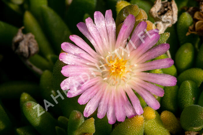 Kosmatec 'Jewel of Desert Rosenquartz‘ - Delosperma hybrida 'Jewel of Desert Rosenquartz'