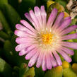 Kosmatec 'Jewel of Desert Rosenquartz‘ - Delosperma hybrida 'Jewel of Desert Rosenquartz'