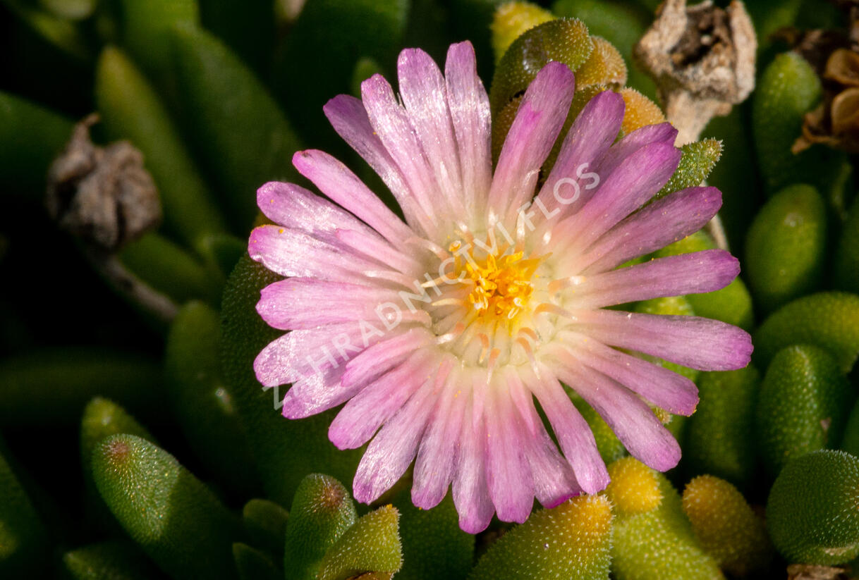 Kosmatec 'Jewel of Desert Rosenquartz‘ - Delosperma hybrida 'Jewel of Desert Rosenquartz'