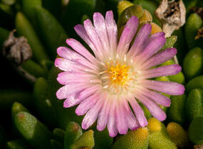 Kosmatec 'Jewel of Desert Rosenquartz‘ - Delosperma hybrida 'Jewel of Desert Rosenquartz'