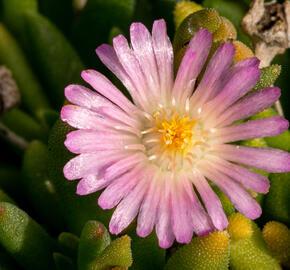 Kosmatec 'Jewel of Desert Rosenquartz‘ - Delosperma hybrida 'Jewel of Desert Rosenquartz'