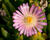 Kosmatec 'Jewel of Desert Rosenquartz‘
