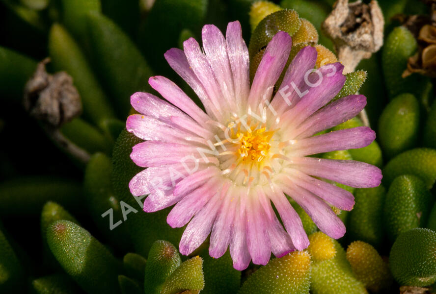 Kosmatec 'Jewel of Desert Rosenquartz‘ - Delosperma hybrida 'Jewel of Desert Rosenquartz'
