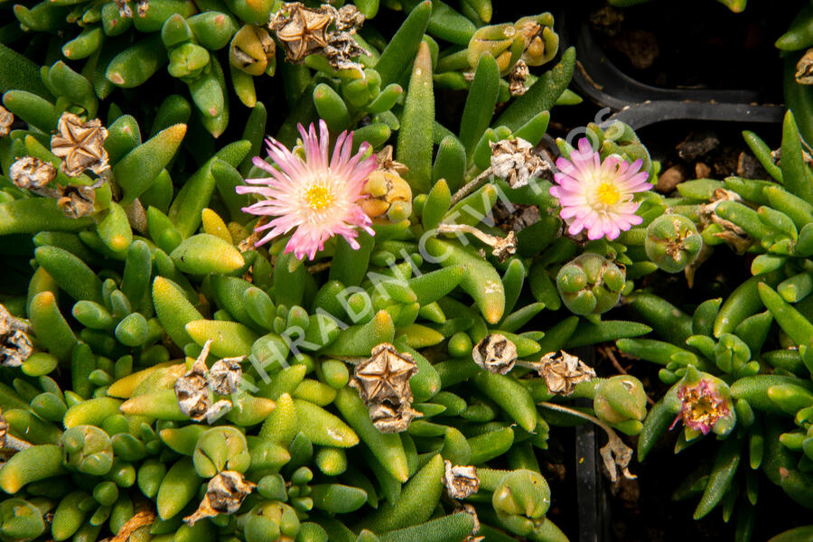 Kosmatec 'Jewel of Desert Rosenquartz‘ - Delosperma hybrida 'Jewel of Desert Rosenquartz'