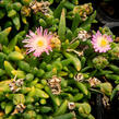 Kosmatec 'Jewel of Desert Rosenquartz‘ - Delosperma hybrida 'Jewel of Desert Rosenquartz'
