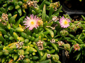 Kosmatec 'Jewel of Desert Rosenquartz‘ - Delosperma hybrida 'Jewel of Desert Rosenquartz'