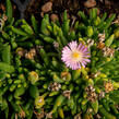 Kosmatec 'Jewel of Desert Rosenquartz‘ - Delosperma hybrida 'Jewel of Desert Rosenquartz'