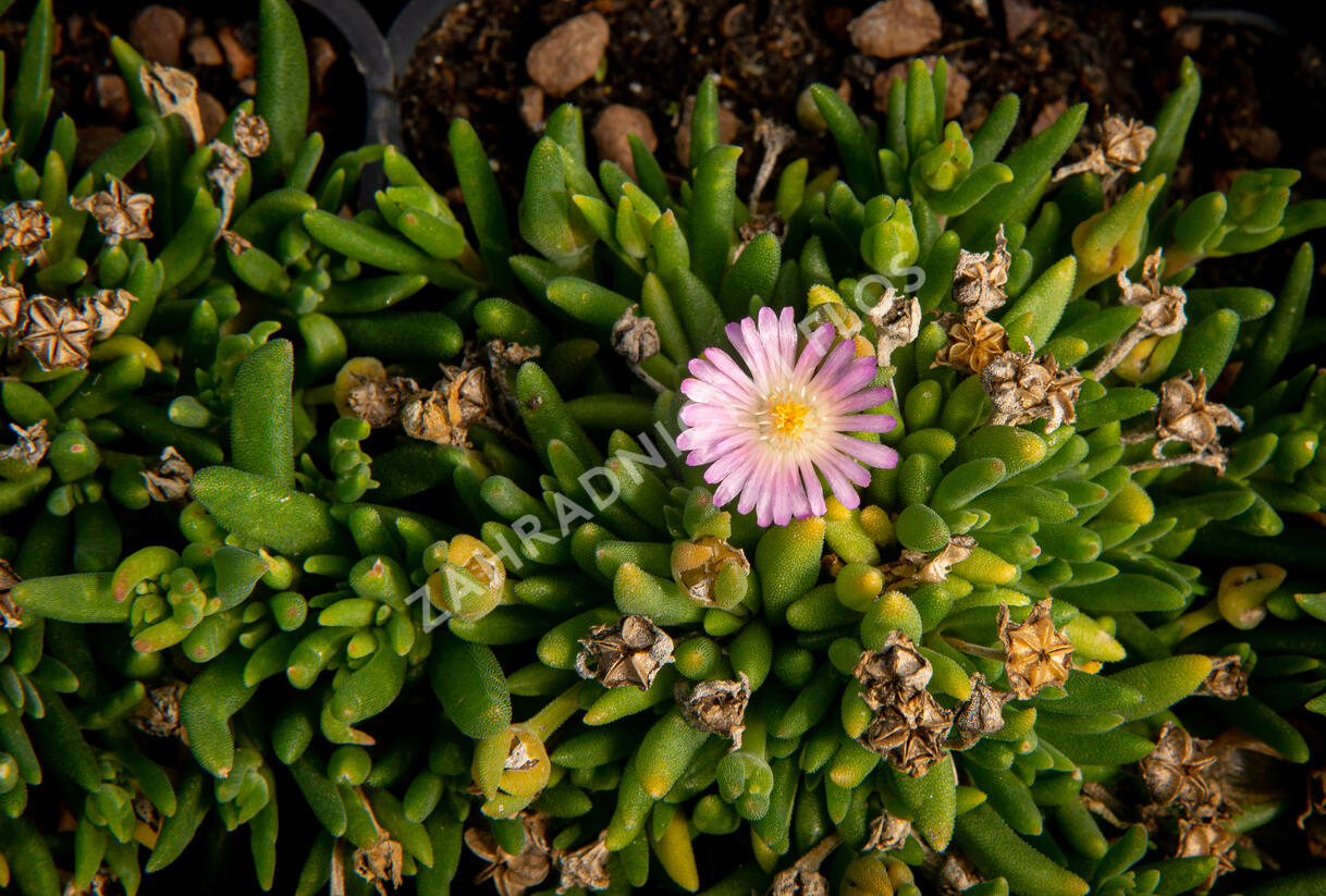 Kosmatec 'Jewel of Desert Rosenquartz‘ - Delosperma hybrida 'Jewel of Desert Rosenquartz'