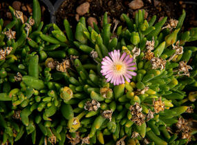 Kosmatec 'Jewel of Desert Rosenquartz‘ - Delosperma hybrida 'Jewel of Desert Rosenquartz'