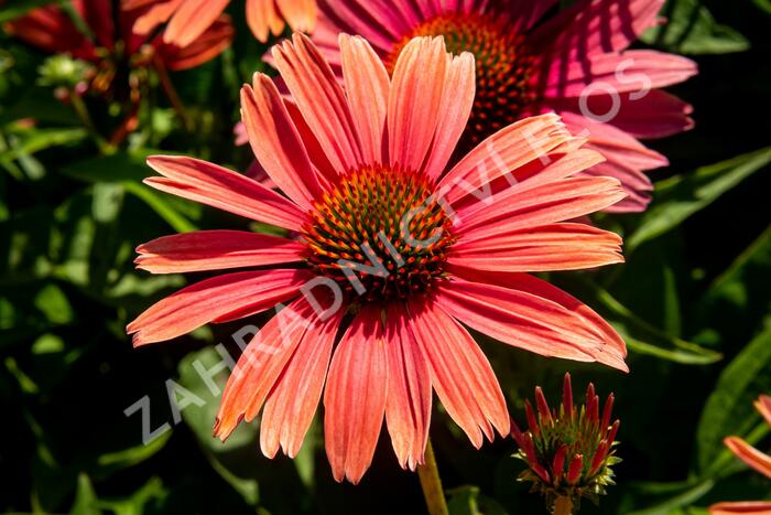 Třapatkovka nachová 'Papallo Power Coral Orange' - Echinacea purpurea 'Papallo Power Coral Orange'