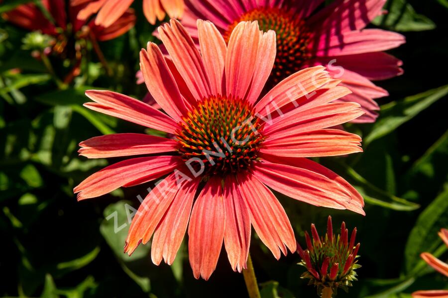 Třapatkovka nachová 'Papallo Power Coral Orange' - Echinacea purpurea 'Papallo Power Coral Orange'