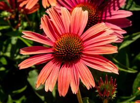 Třapatkovka nachová 'Papallo Power Coral Orange' - Echinacea purpurea 'Papallo Power Coral Orange'