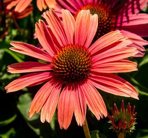 Třapatkovka nachová 'Papallo Power Coral Orange' - Echinacea purpurea 'Papallo Power Coral Orange'