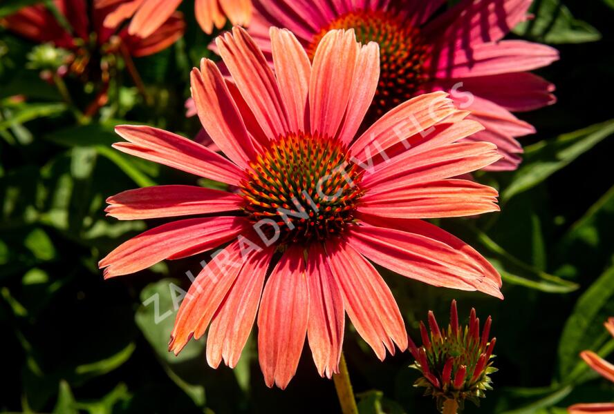 Třapatkovka nachová 'Papallo Power Coral Orange' - Echinacea purpurea 'Papallo Power Coral Orange'
